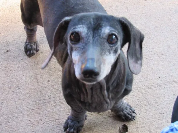 Sugar Creek Animal Clinic Picture 7