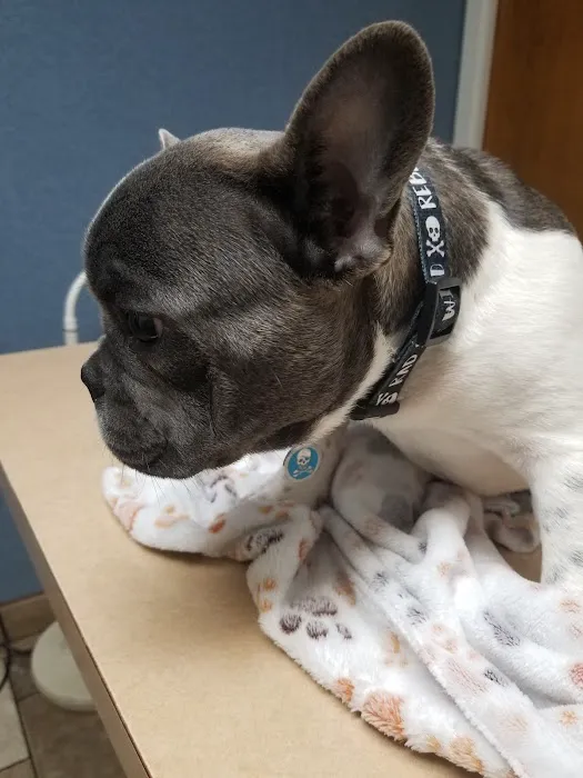Stafford Veterinary Clinic Picture 8