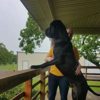 Sugar Land Pet Hospital ico