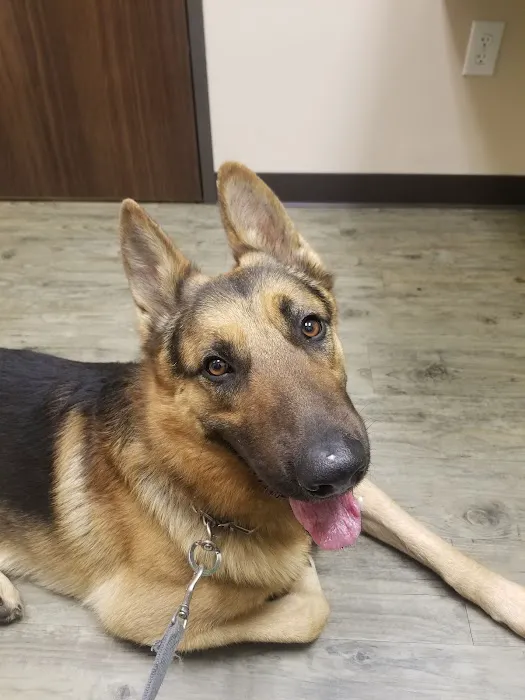 Kindred Care Pet Hospital Picture 5