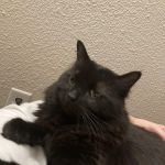 Kindred Care Pet Hospital