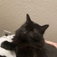 Kindred Care Pet Hospital ico