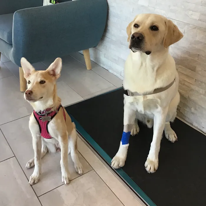 Embrace Veterinary Care-Animal Hospital-Richmond-Aliana Picture 9