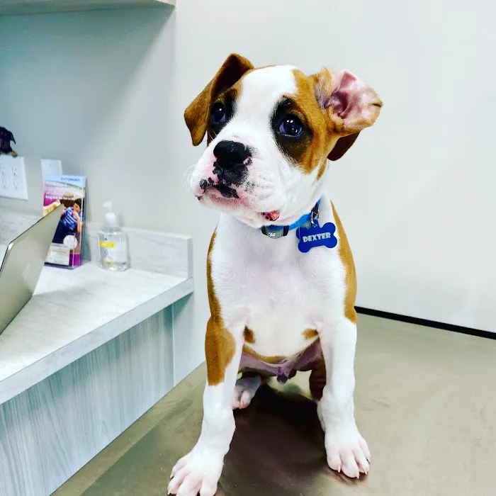 Embrace Veterinary Care-Animal Hospital-Richmond-Aliana Picture 1