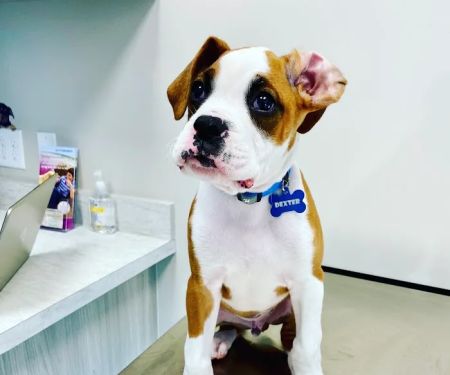 Embrace Veterinary Care-Animal Hospital-Richmond-Aliana
