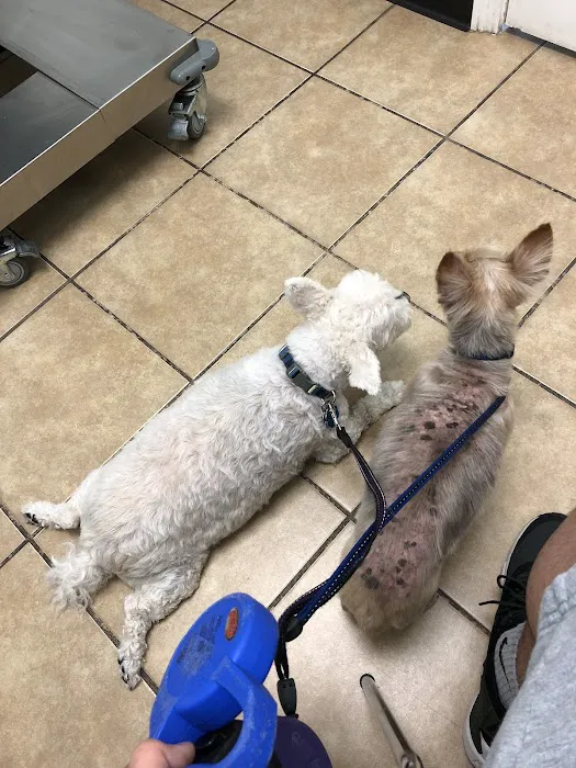 Houston Animal Hospital Picture 1