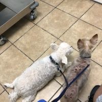 Houston Animal Hospital ico