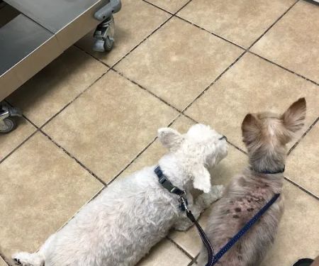Houston Animal Hospital