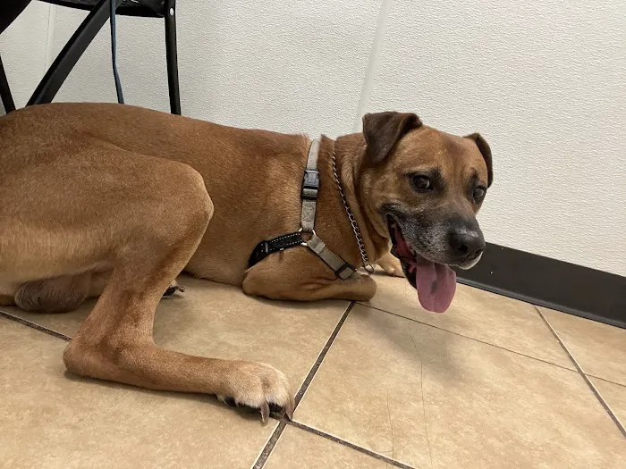 Houston Animal Hospital Picture 10