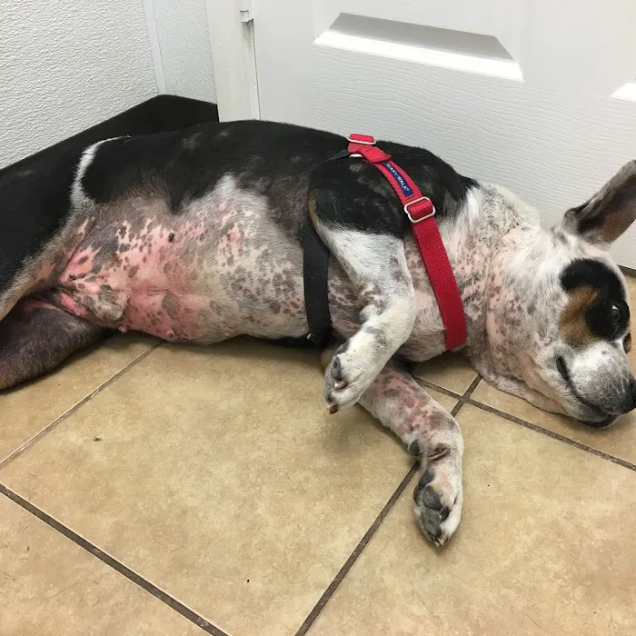 Houston Animal Hospital Picture 8