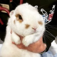 ABC Animal & Bird Clinic ico