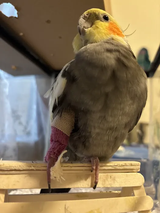 ABC Animal & Bird Clinic Picture 3