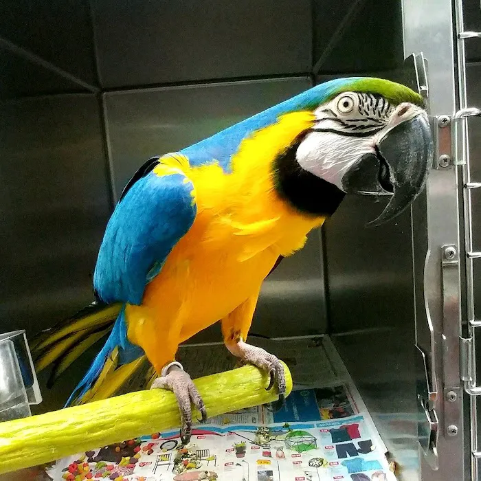 ABC Animal & Bird Clinic Picture 4