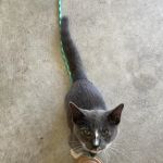 Aliana Animal Hospital