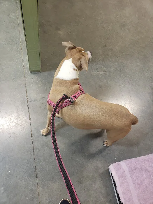 Pet Check Animal Clinic at Grand Mission Picture 7