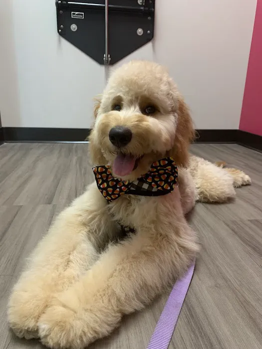 Neighborhood Pet Hospital Picture 3