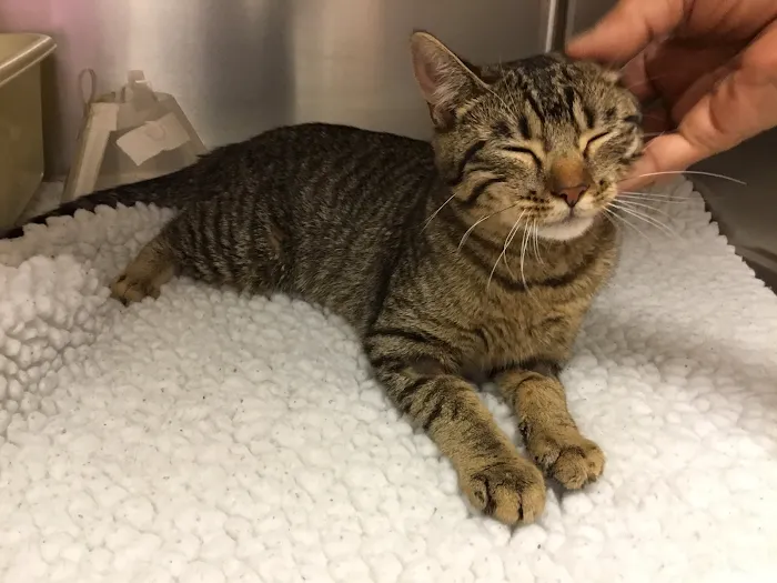 Happy Pets Vets Picture 10