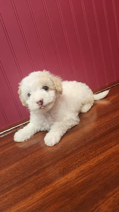 Happy Pets Vets Picture 5