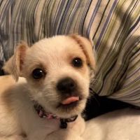 Happy Pets Vets ico