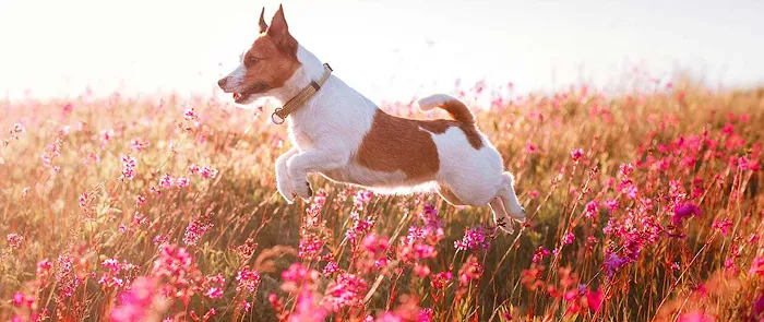 Happy Pets Vets Picture 7