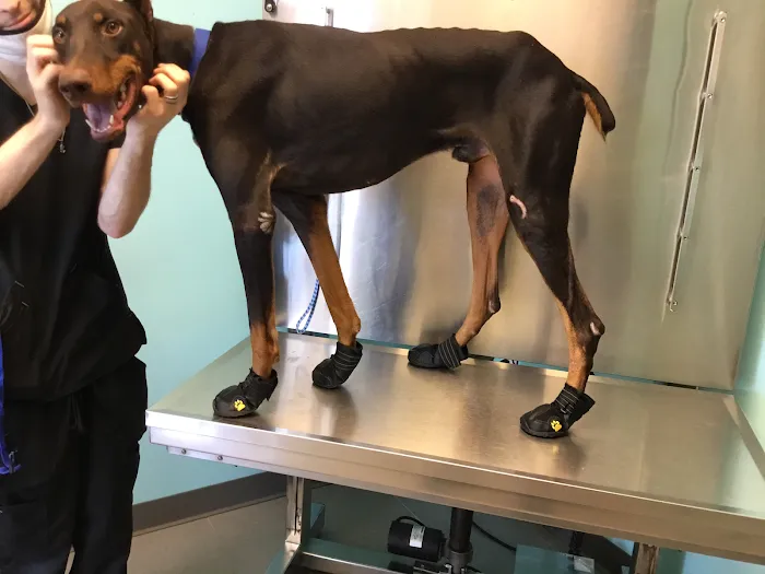 Happy Pets Vets Picture 9