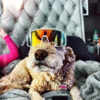 Lakeside Veterinary Care ico