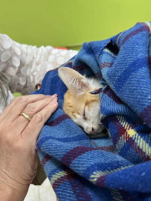 Neighbors' Animal Wellness Clinic Picture 1