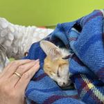 Neighbors' Animal Wellness Clinic