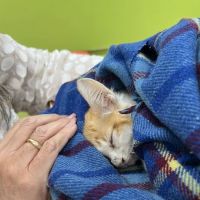 Neighbors' Animal Wellness Clinic ico