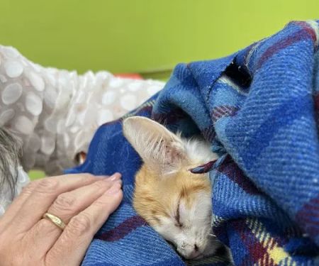 Neighbors' Animal Wellness Clinic