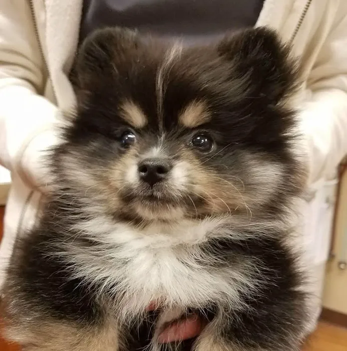 Neighbors' Animal Wellness Clinic Picture 5
