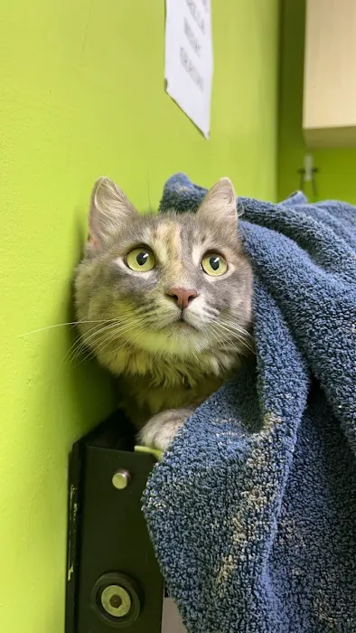 Neighbors' Animal Wellness Clinic Picture 7
