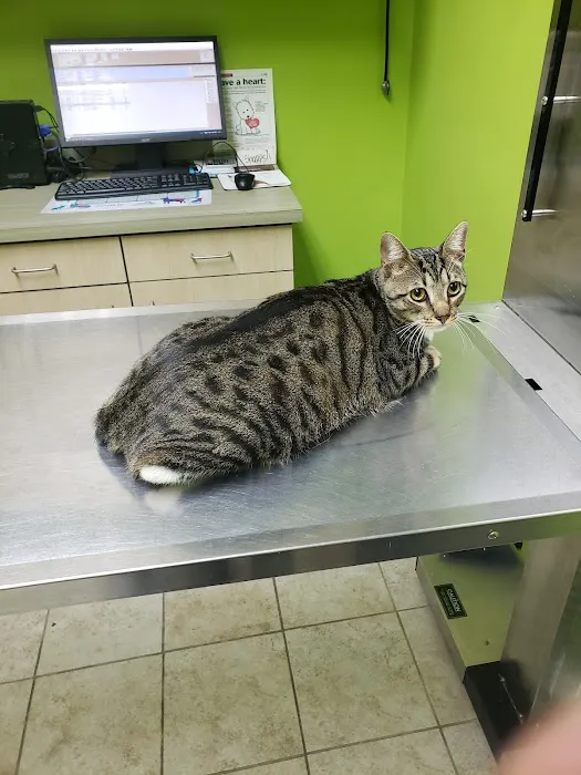 Neighbors' Animal Wellness Clinic Picture 10