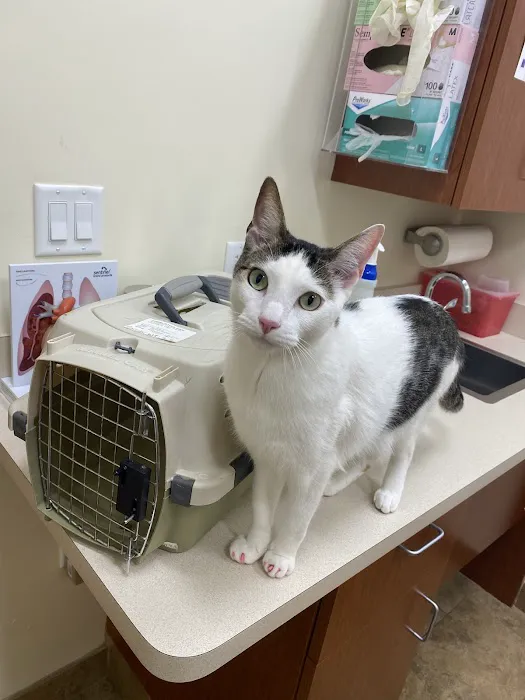 Affordable Pet Clinic Katy Picture 5