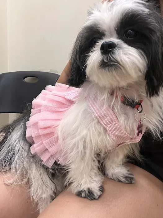Affordable Pet Clinic Katy Picture 8