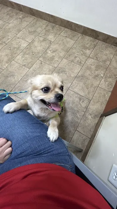 Affordable Pet Clinic Katy Picture 4