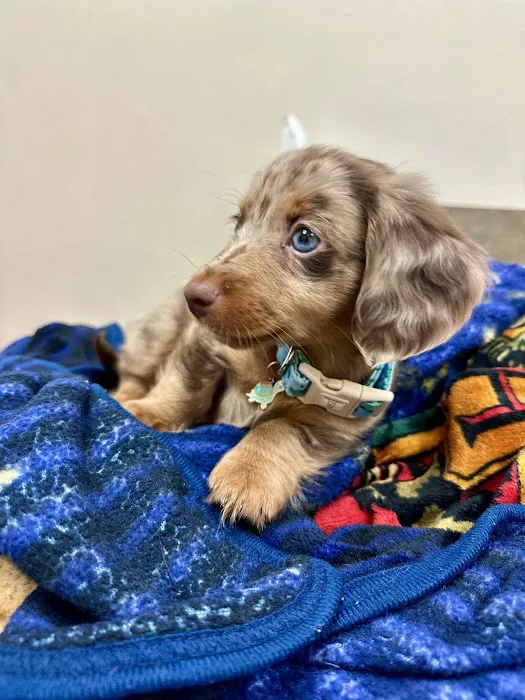 Mayde Creek Animal Health Center Picture 2