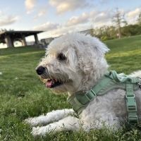 Mayde Creek Animal Health Center ico