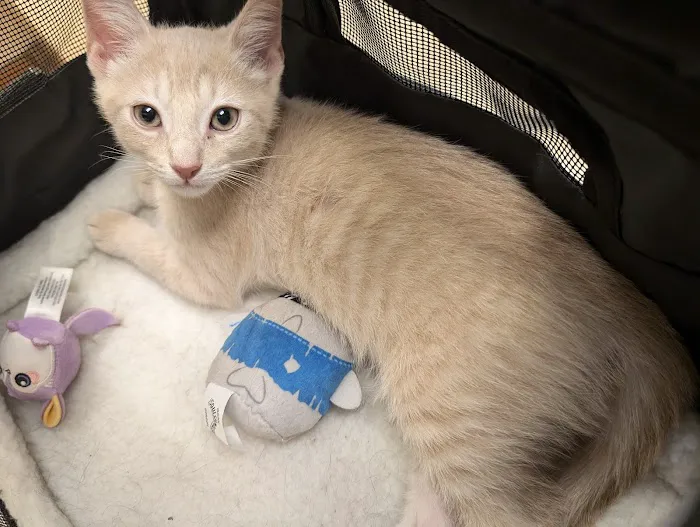 Mayde Creek Animal Health Center Picture 6
