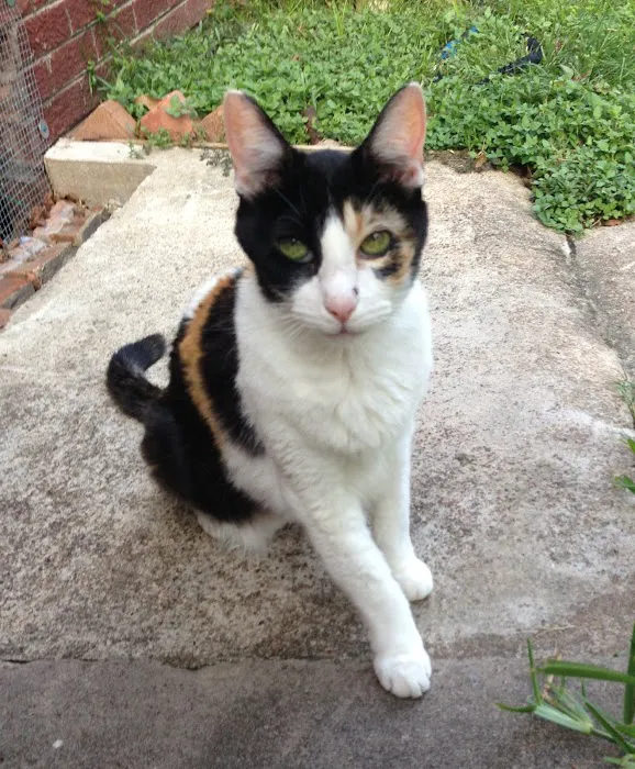 BluePearl Pet Hospice Picture 9
