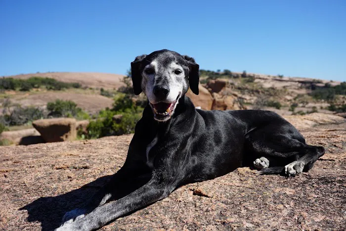 BluePearl Pet Hospice Picture 10