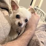 BluePearl Pet Hospice