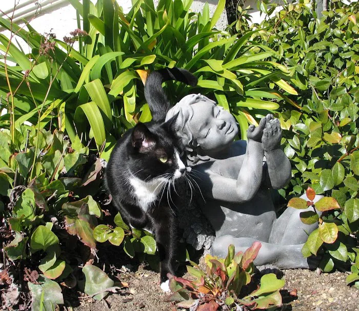 BluePearl Pet Hospice Picture 8