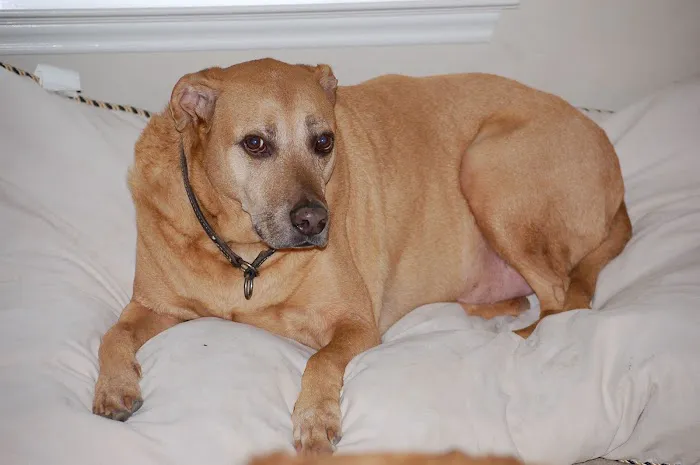 BluePearl Pet Hospice Picture 5