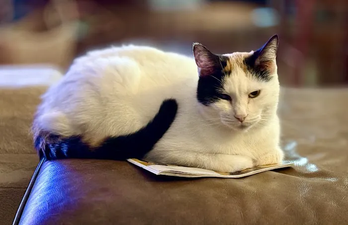 BluePearl Pet Hospital Katy Picture 4