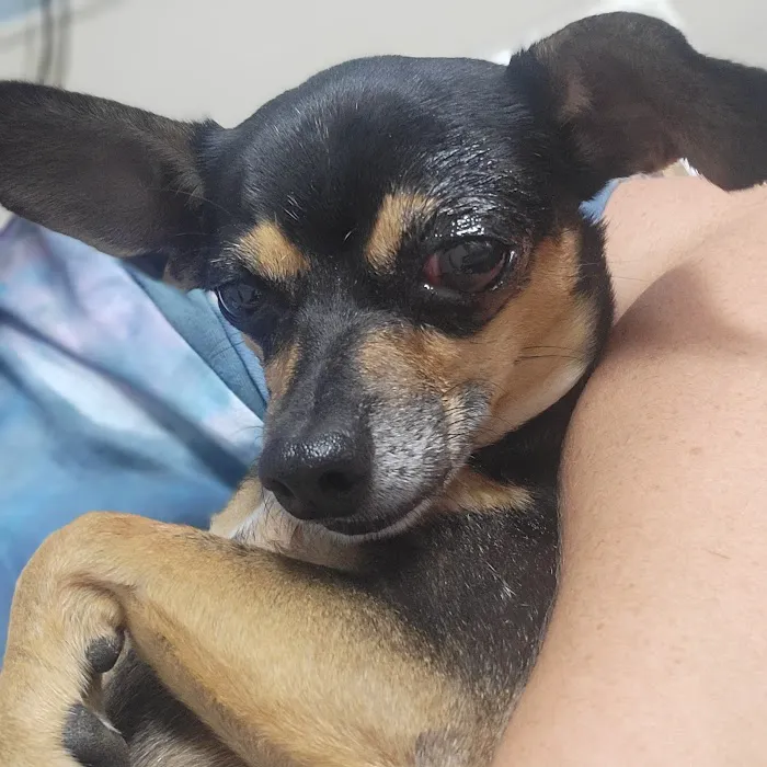 BluePearl Pet Hospital Katy Picture 1
