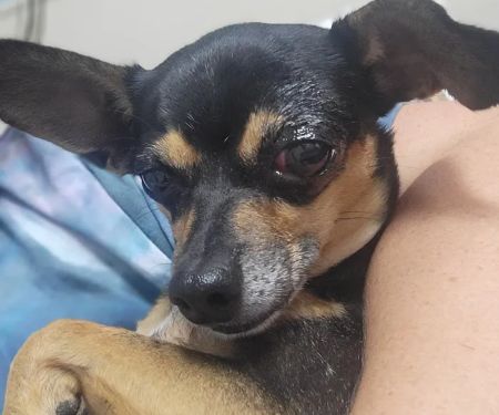BluePearl Pet Hospital Katy
