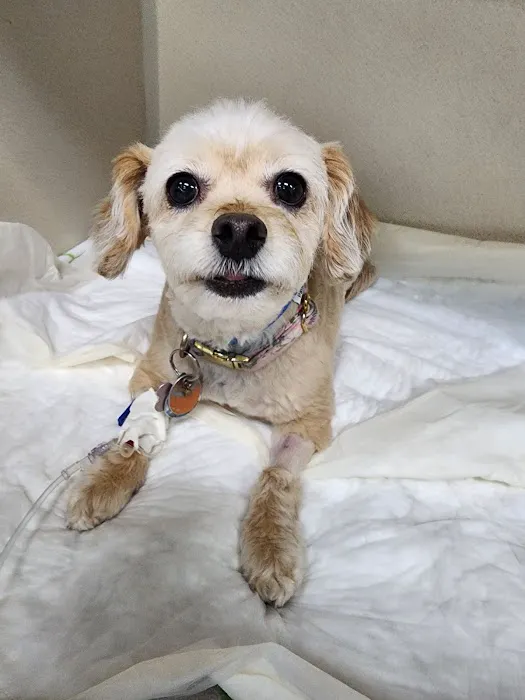 BluePearl Pet Hospital Katy Picture 6