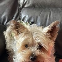 Barker Cypress Animal Clinic ico