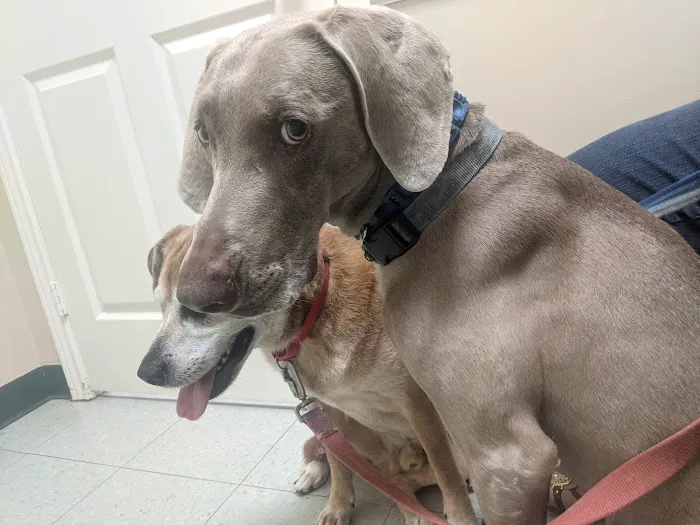 Barker Cypress Animal Clinic Picture 7